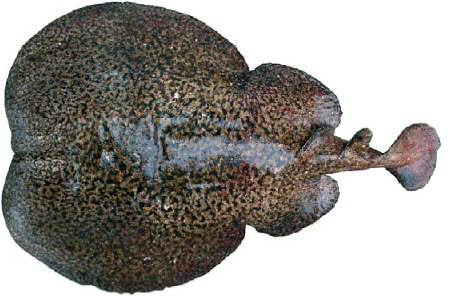 Torpedo marmorata_03